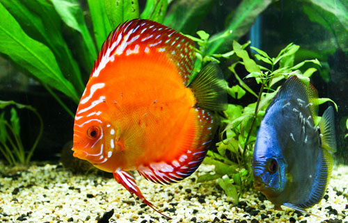 居家養魚風水講究，怎麽養魚招財運？