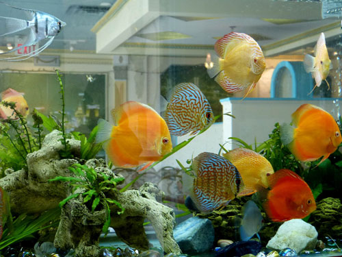 居家養魚風水講究，怎麽養魚招財運？