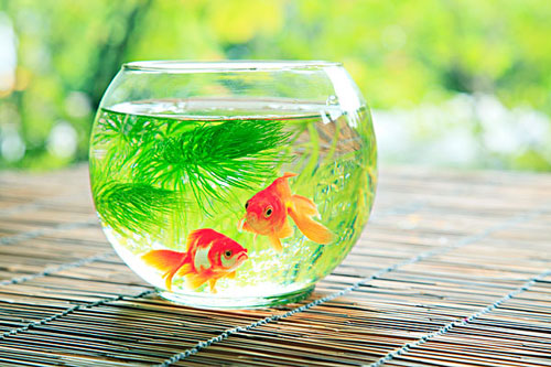 居家養魚風水講究，怎麽養魚招財運？